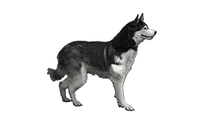 Snowy Sled Dog Pattern